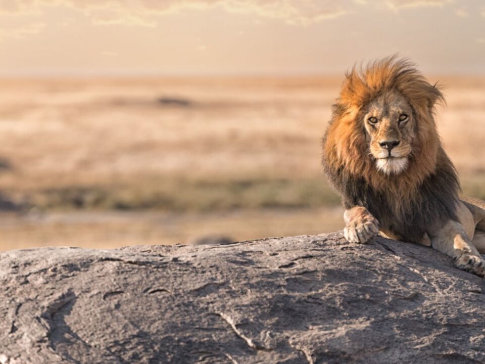 Luxury Summer Safari Holiday