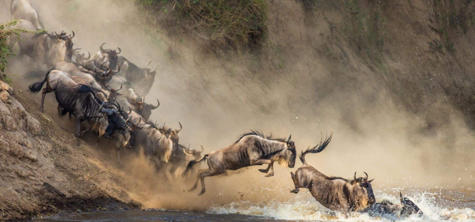 The Best Places to Go on Safari in 2025
