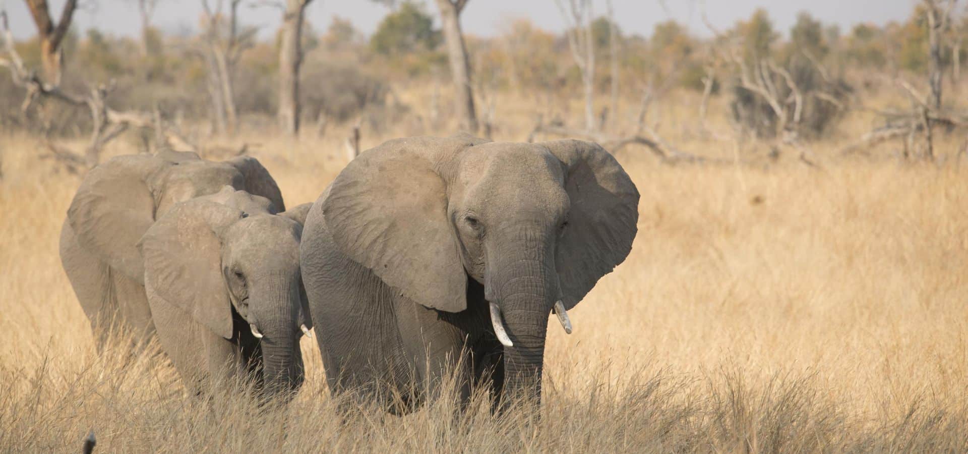 The Best Places to Go on Safari in 2025