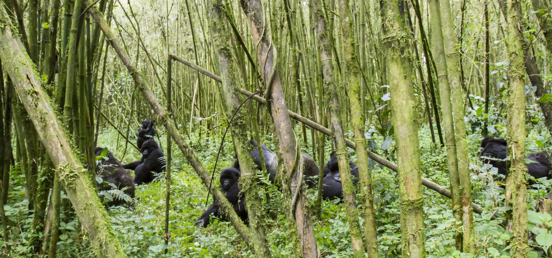 Safari in August - Rwanda’s Volcanoes National Park