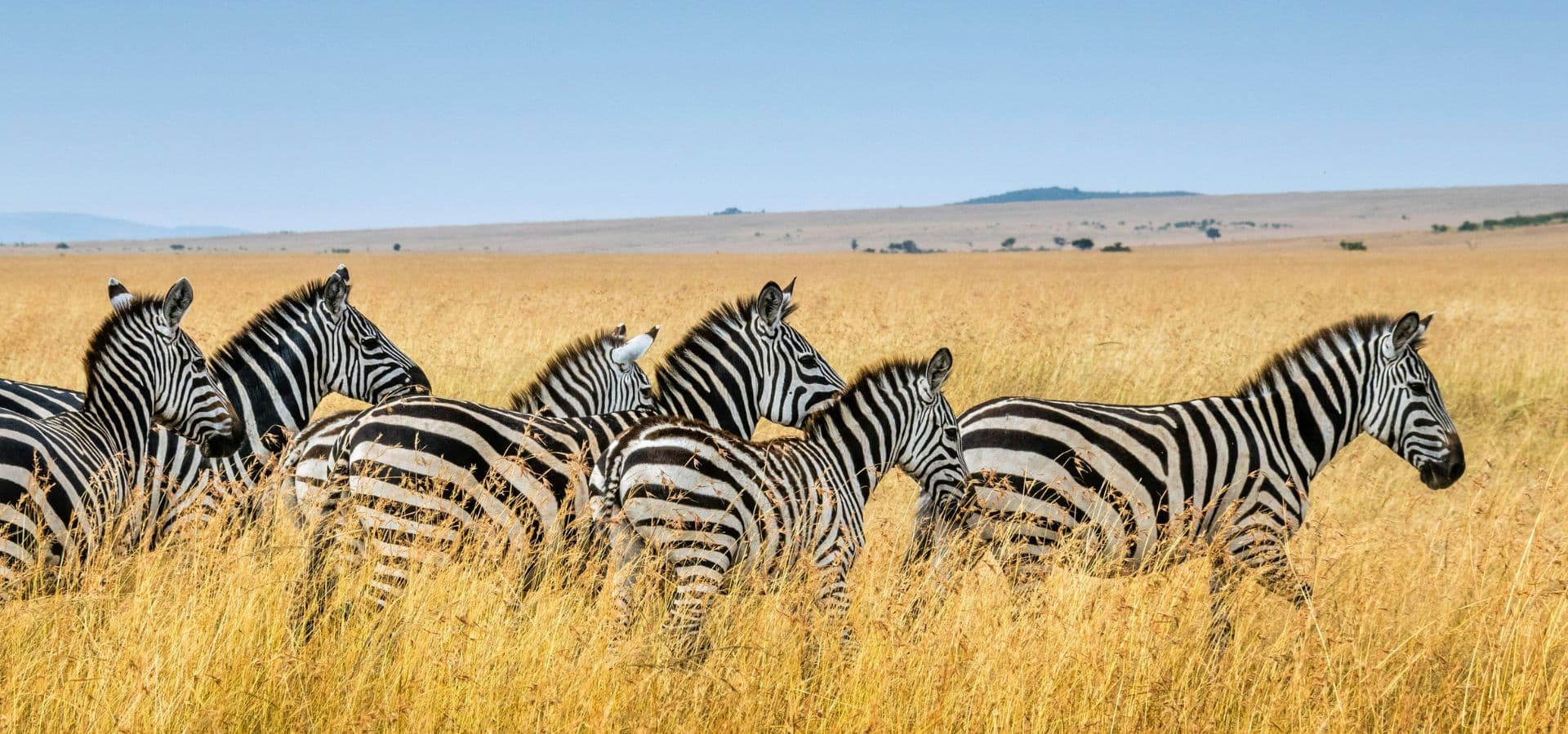 Safari in August - Zebras in Kenya