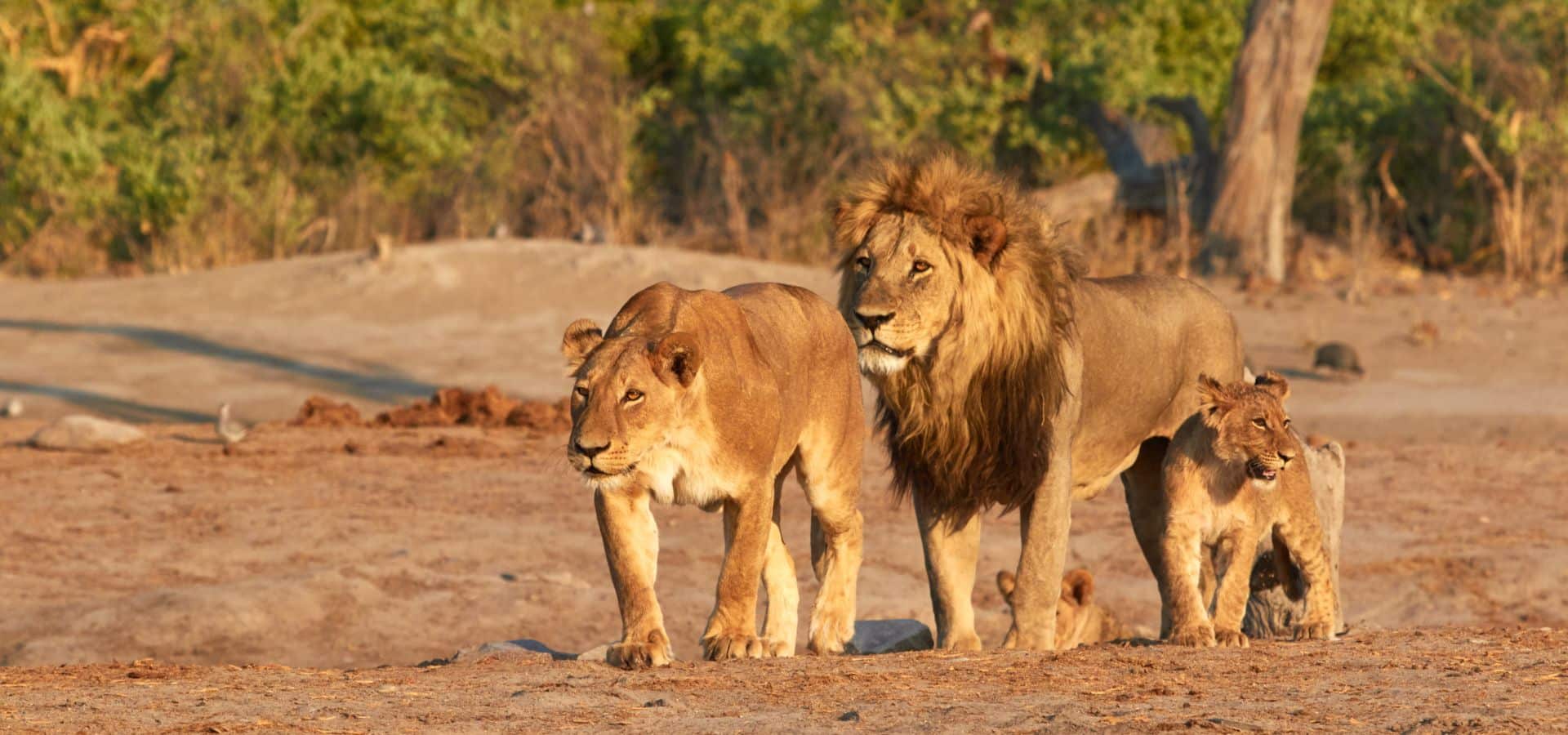 Summer safari holiday in Africa