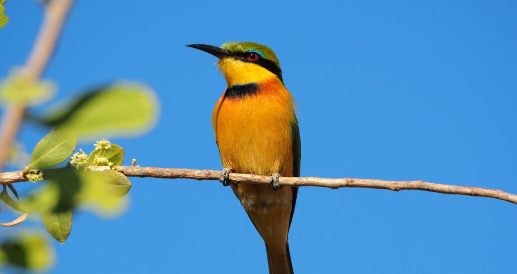 Benefits of a Luxury Safari in March