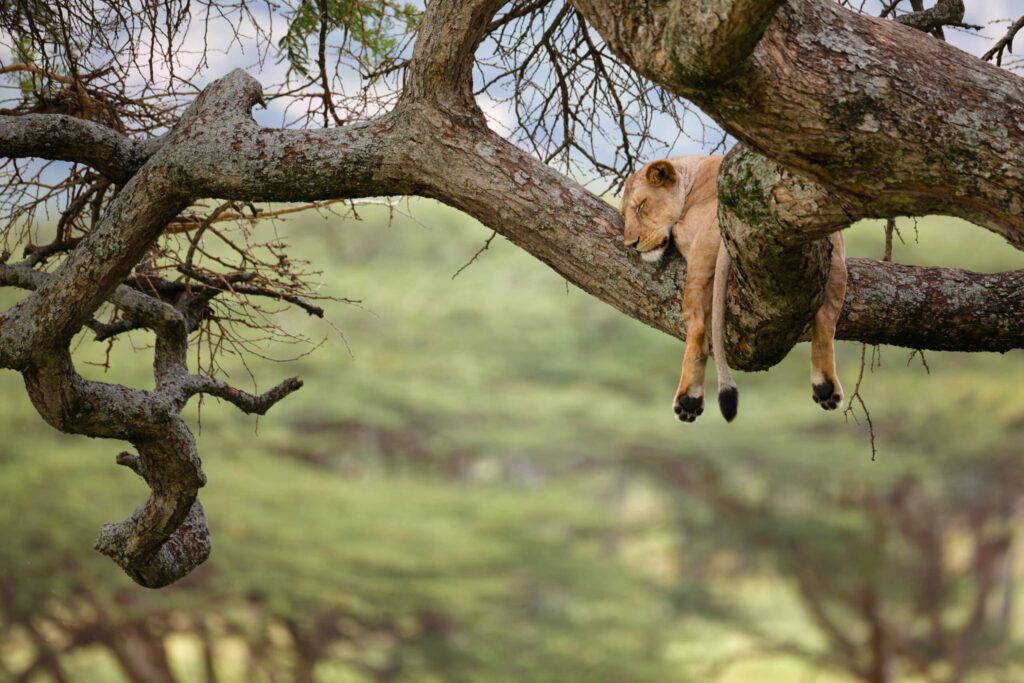 A female lion sleeping in a tree in Africa's Serengeti National Park.