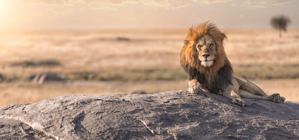 Luxury Summer Safari Holiday