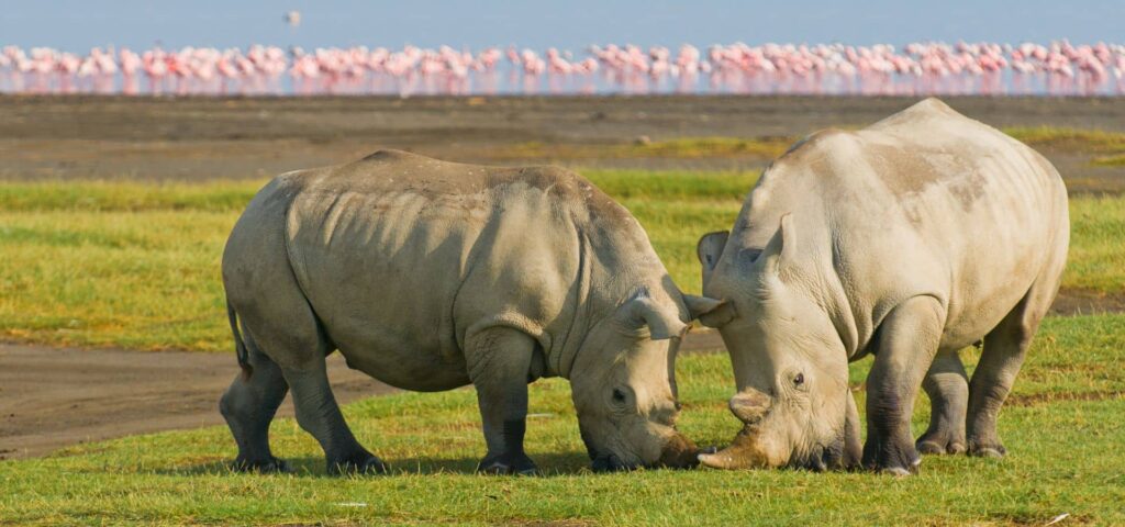 August is one of the best months to visit Africa, with countries in both Eastern and Southern Africa in their dry season.