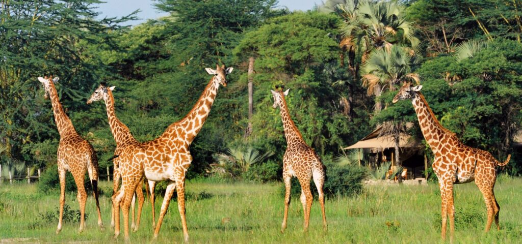 Safari in June - Tanzania giraffe chem chem lodge