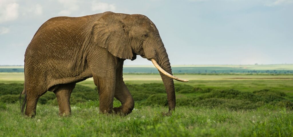 Luxury safari jeep crossing the Masai Mara plains at golden hour in Kenya. Discover three pioneering wildlife conservation areas on this environmentally friendly 10 day Electric Vehicle Safari in Kenya.