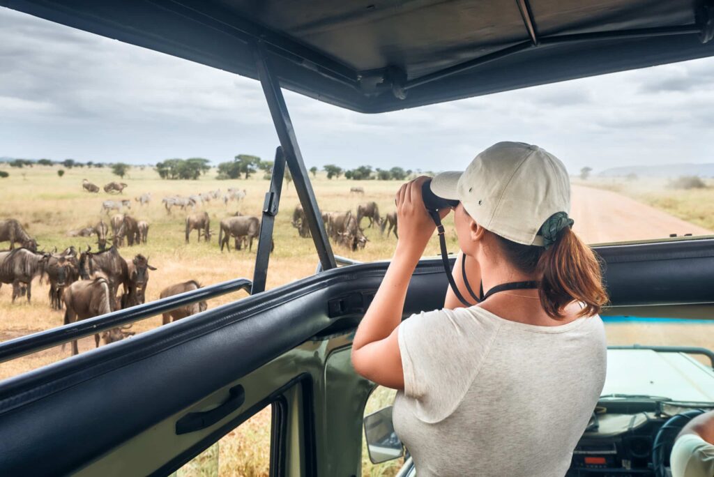 Woman tourist on safari in Africa, traveling by car with an open roof of Kenya and Tanzania, watching zebras and antelopes in the savannah. National park Serengeti