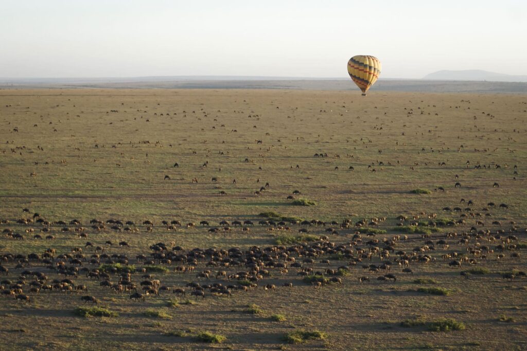 An aerial view of the vast, open plains of the Serengeti or Maasai Mara at sunrise or sunset shows a large hot air balloon floating in the upper right. Below, thousands of wildebeest are scattered across the landscape, illustrating the scale of the Great Wildebeest Migration Safaris.