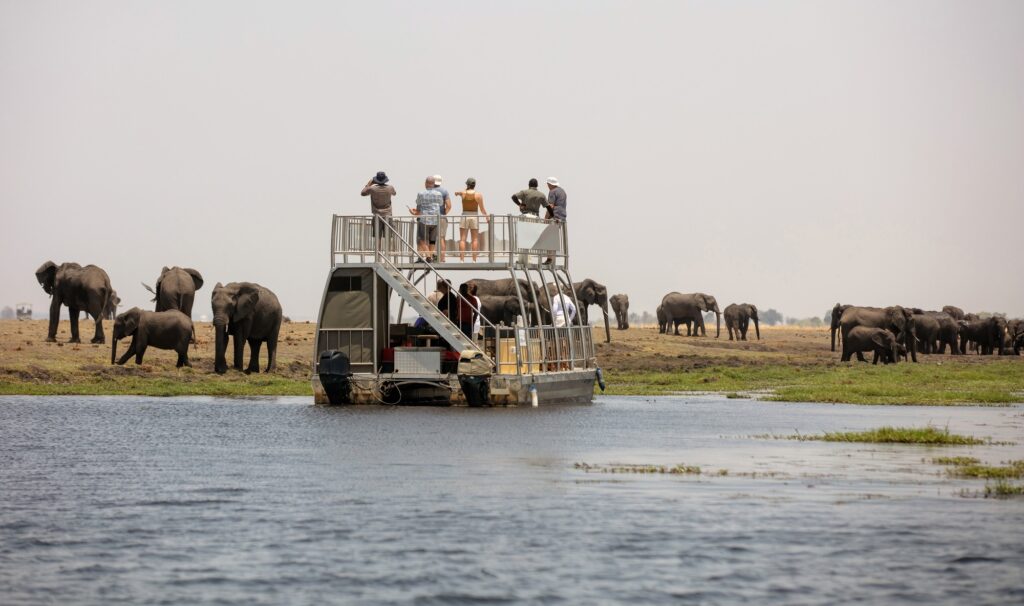 Boat with tourists watching african elephants group grazing on a botswana luxury safari