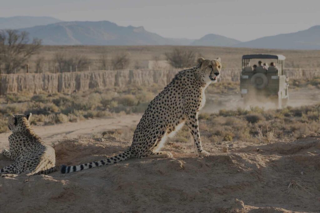 Enjoy an afternoon tea followed by a game drive through the reserve. Sanbona Game Reserve boasts herds of elephant, giraffe, lion, cheetahs and zebra and a wide variety of bird life.