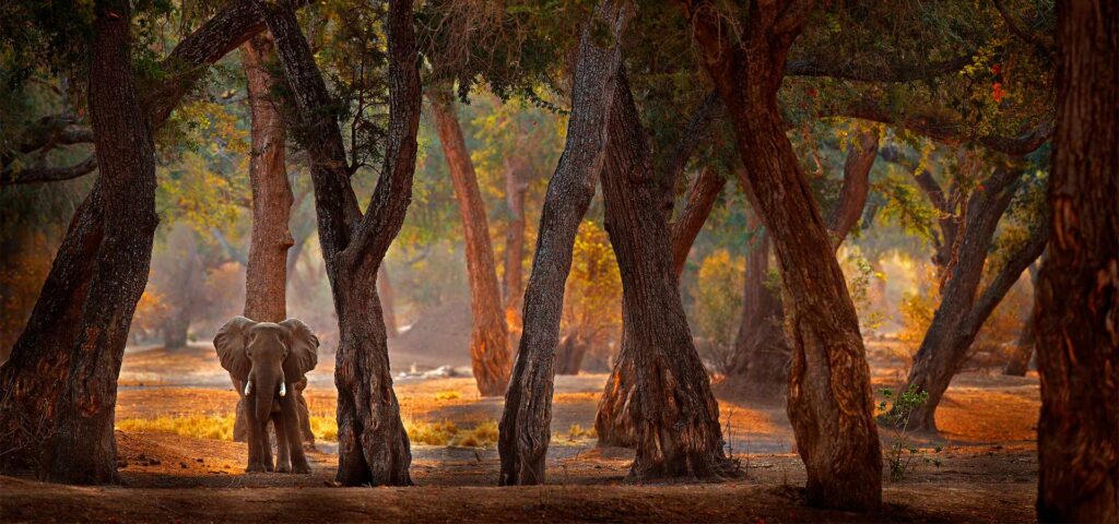 This Zimbabwe Victoria Falls itinerary combines a safari in Mana Pools and Hwange with one of the 7 Natural Wonders of the World, the mighty Victoria Falls