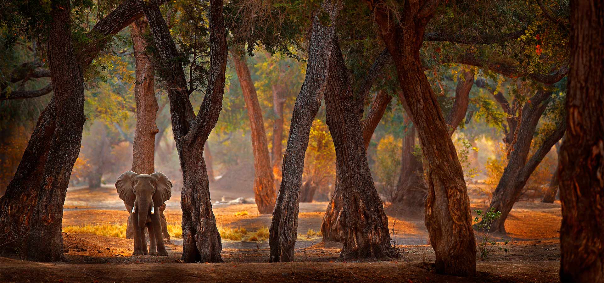 Elephant standing among tall trees in Mana Pools National Park, Zimbabwe. An elephant among tree trunks encountered on a luxury safari or a Luxury family safari in Zimbabwe