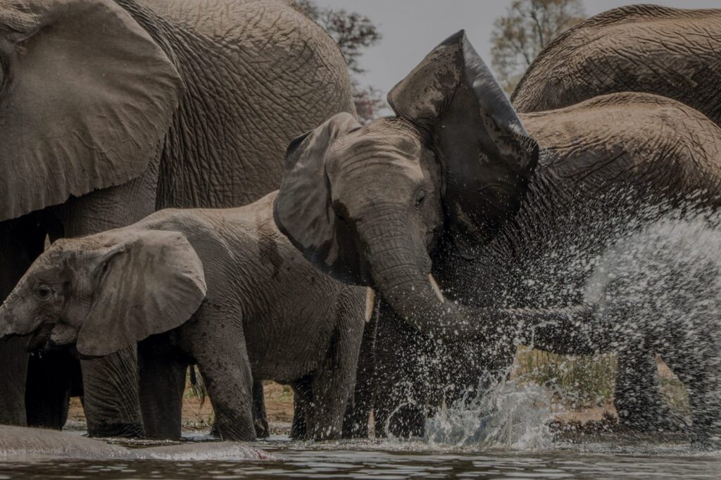 Close up of elephants adults and children splashing in river in South Africa.
