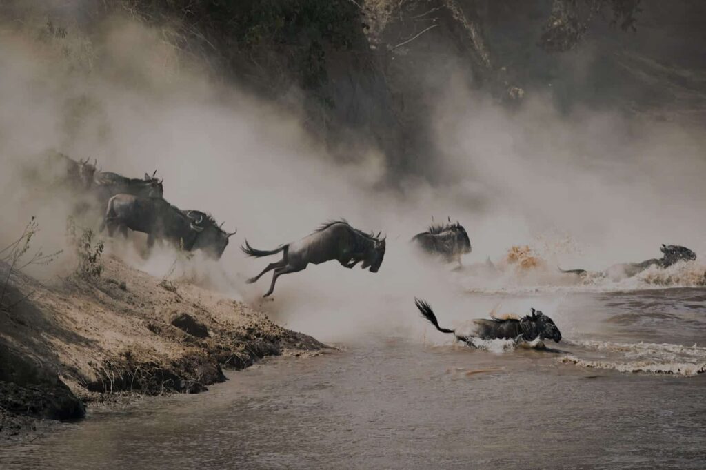 Spend the day tracking game and following hot on the heels of the Great Wildebeest Migration in the Serengeti National Park