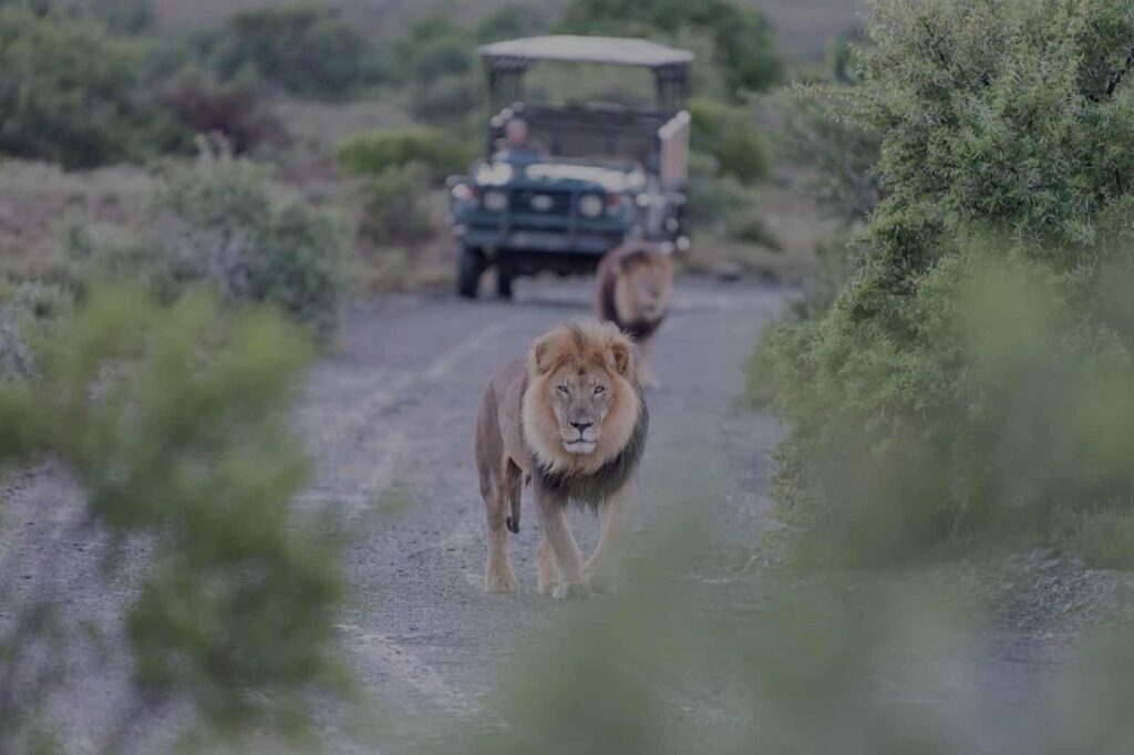 Two lions with a safari jeep in Kruger National Park, South Africa.