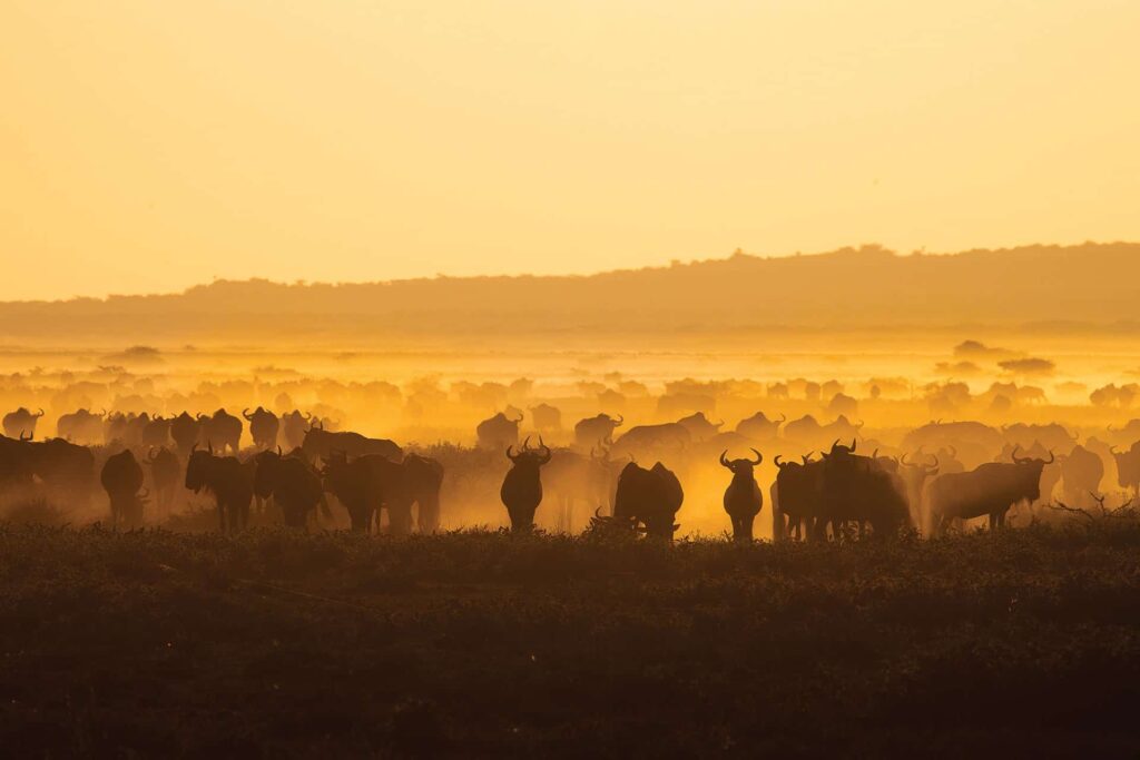 This exclusive trip combines luxurious XO Private accredited properties for the ultimate Tanzania and Zanzibar safari that combines the best of the bush and the beach.