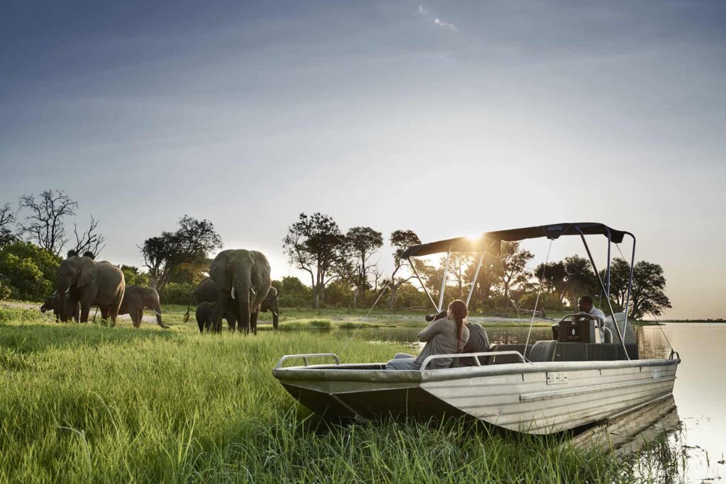 One woman is taking photos of a group of elephants on a boat on the Botswana Chobe National Park river in the Sanctuary Chobe Chilwero.