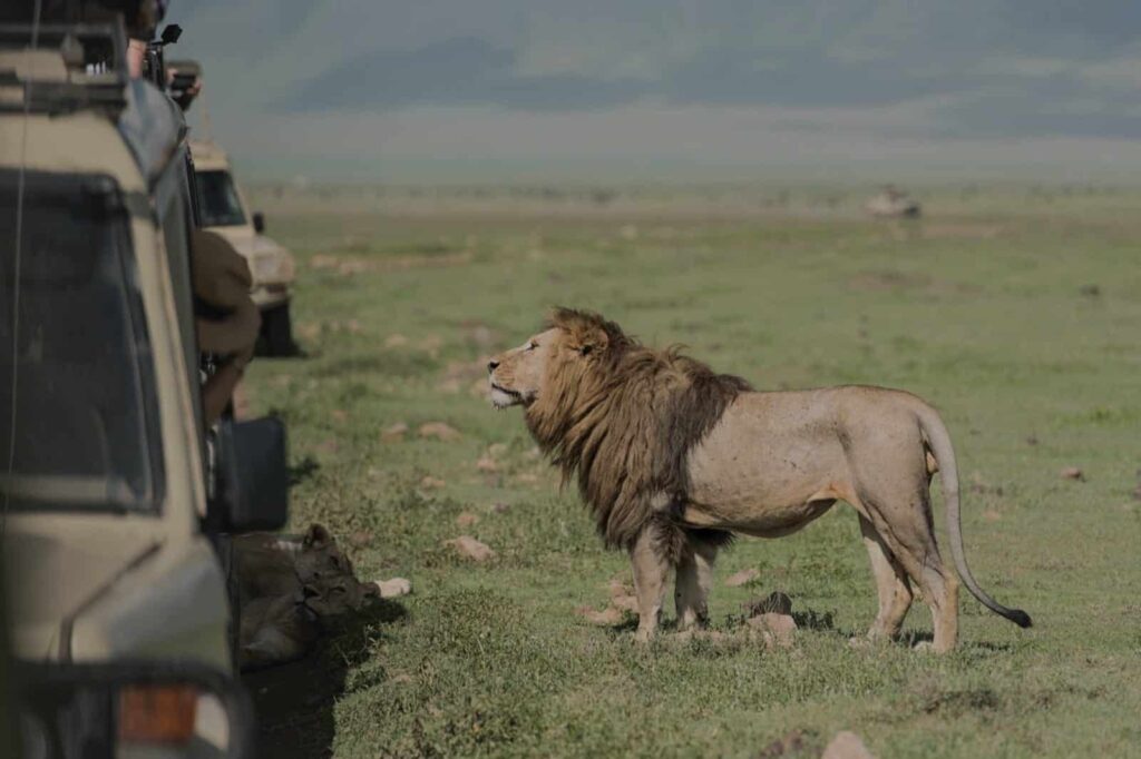 Majestic male lion standing near safari vehicles while another lion rests in the grass in Northern Tanzania. Ker&Downey Africa offers the best safaris in africa to see the big 5.