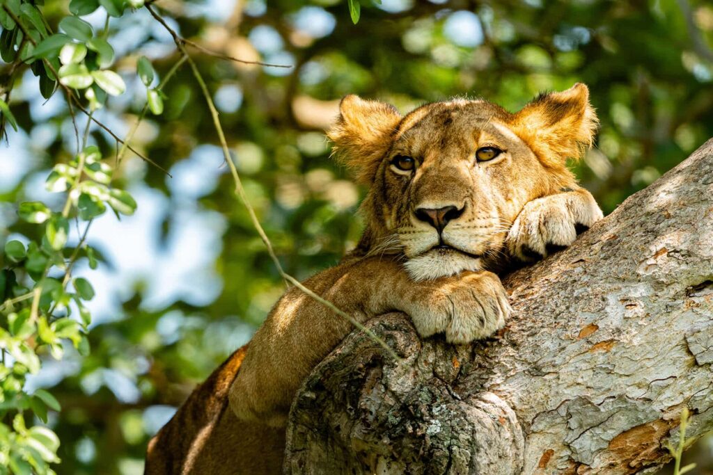 A magnificent tree-climbing lion from Queen Elizabeth National Park, Uganda, rests on a thick tree branch. Its golden-brown fur blends with the tree, and bright green leaves provide a natural frame, highlighting the unique wildlife experiences on a Uganda Luxury Safari.