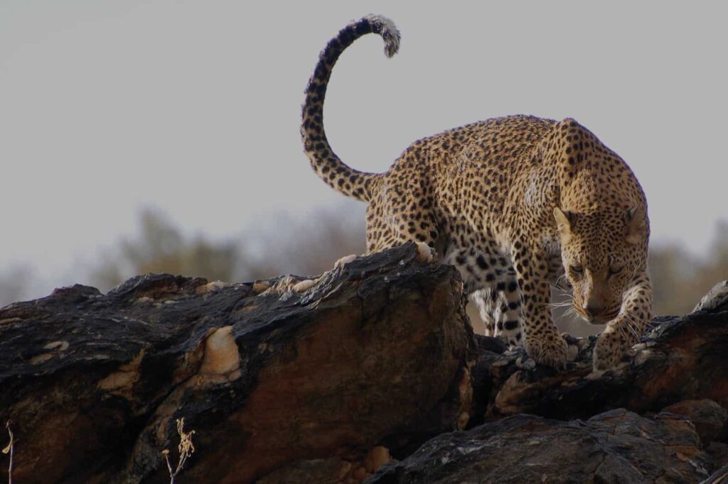 South African leopard alert and climbing over rocks in close up awesome shot.