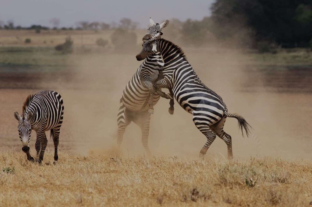 Sub Saharan Kenya plains and African landscape. Two zebras playing with another feeding. Zebras on the open savannah during a Sub-Saharan Kenya safari experience