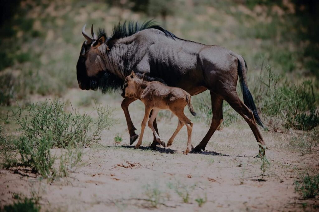 Witness one of the seven wonders of the natural world as millions of wildebeest migrate through the Serengeti during calving season.