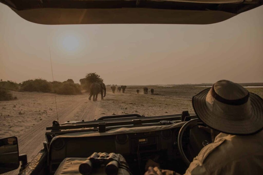 Safari trail from jeep through Botswana landscape, in view of a herd of elephants.