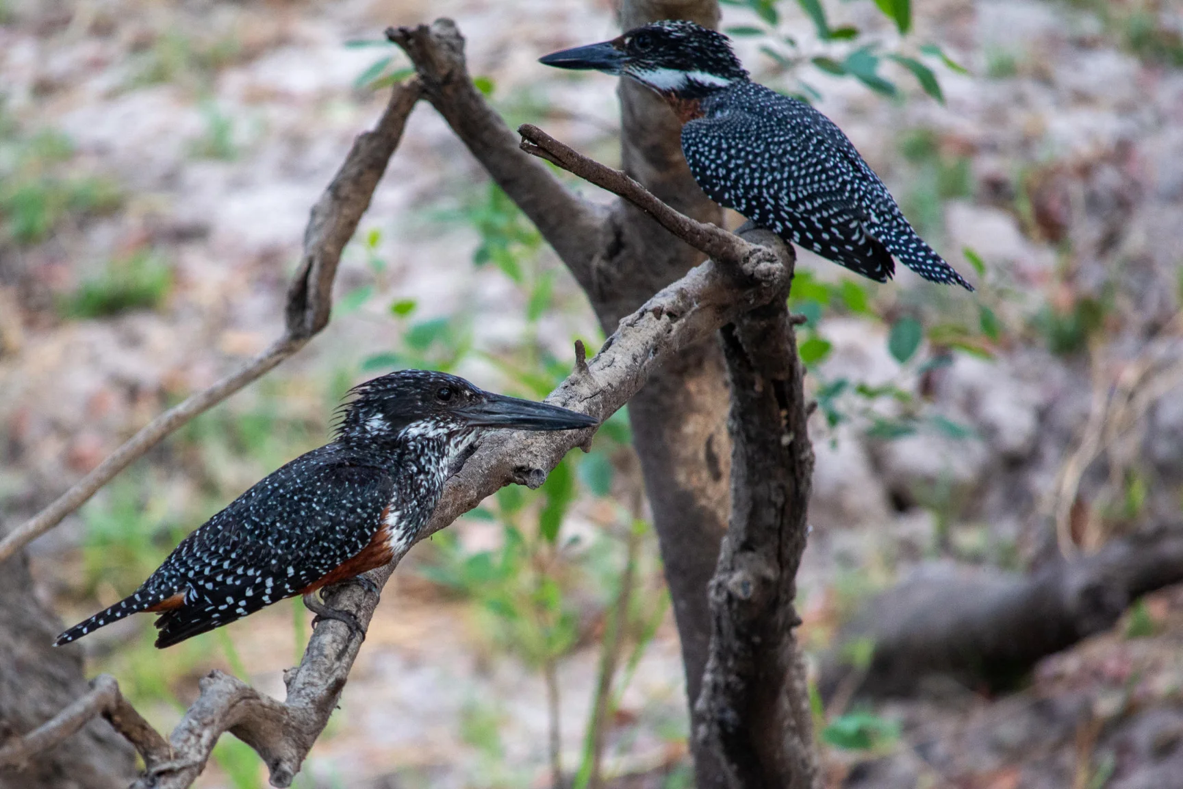 Copy of Thorntree River Lodge