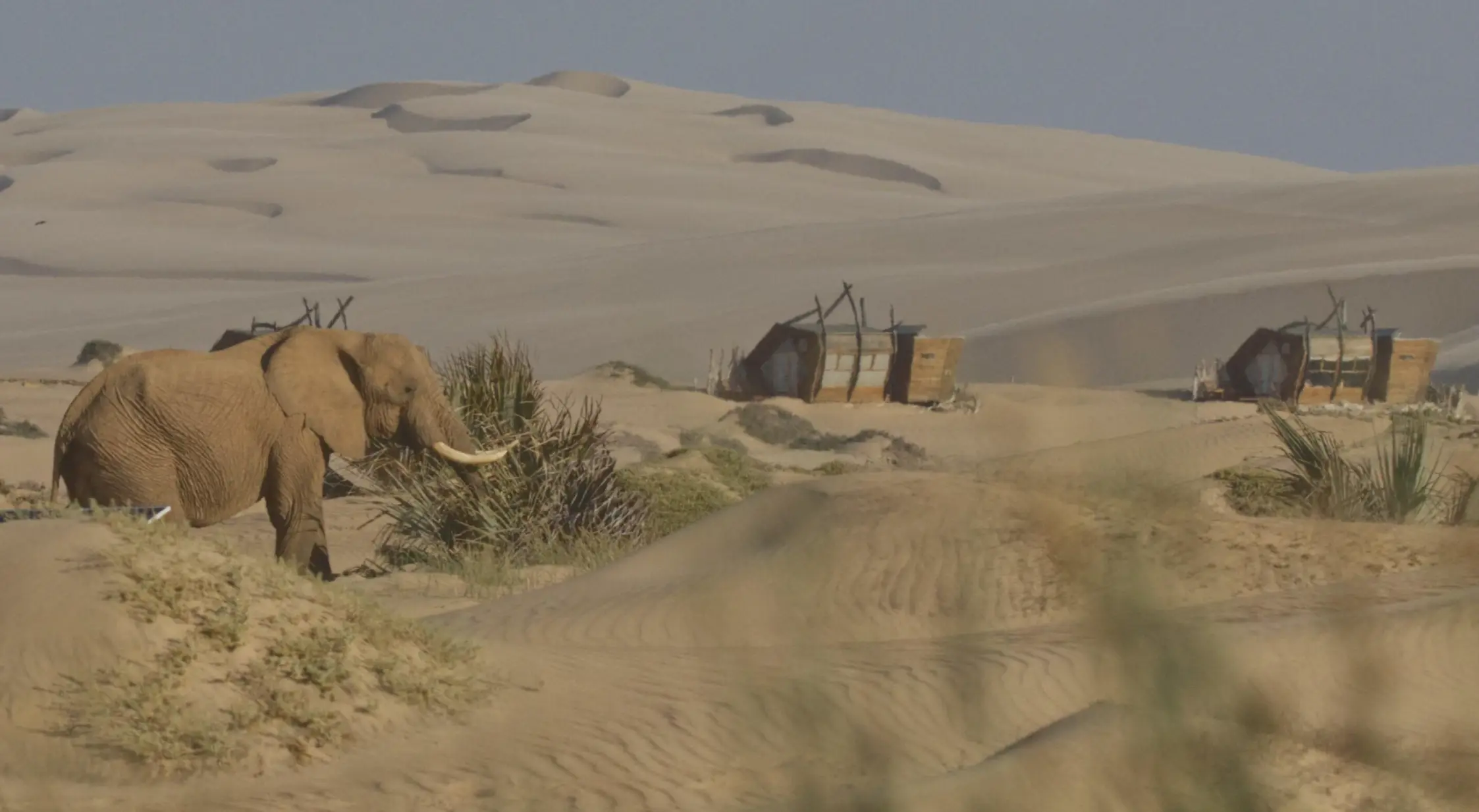 Copy of Desert Elephant feeding in Hoarusib Riverbed