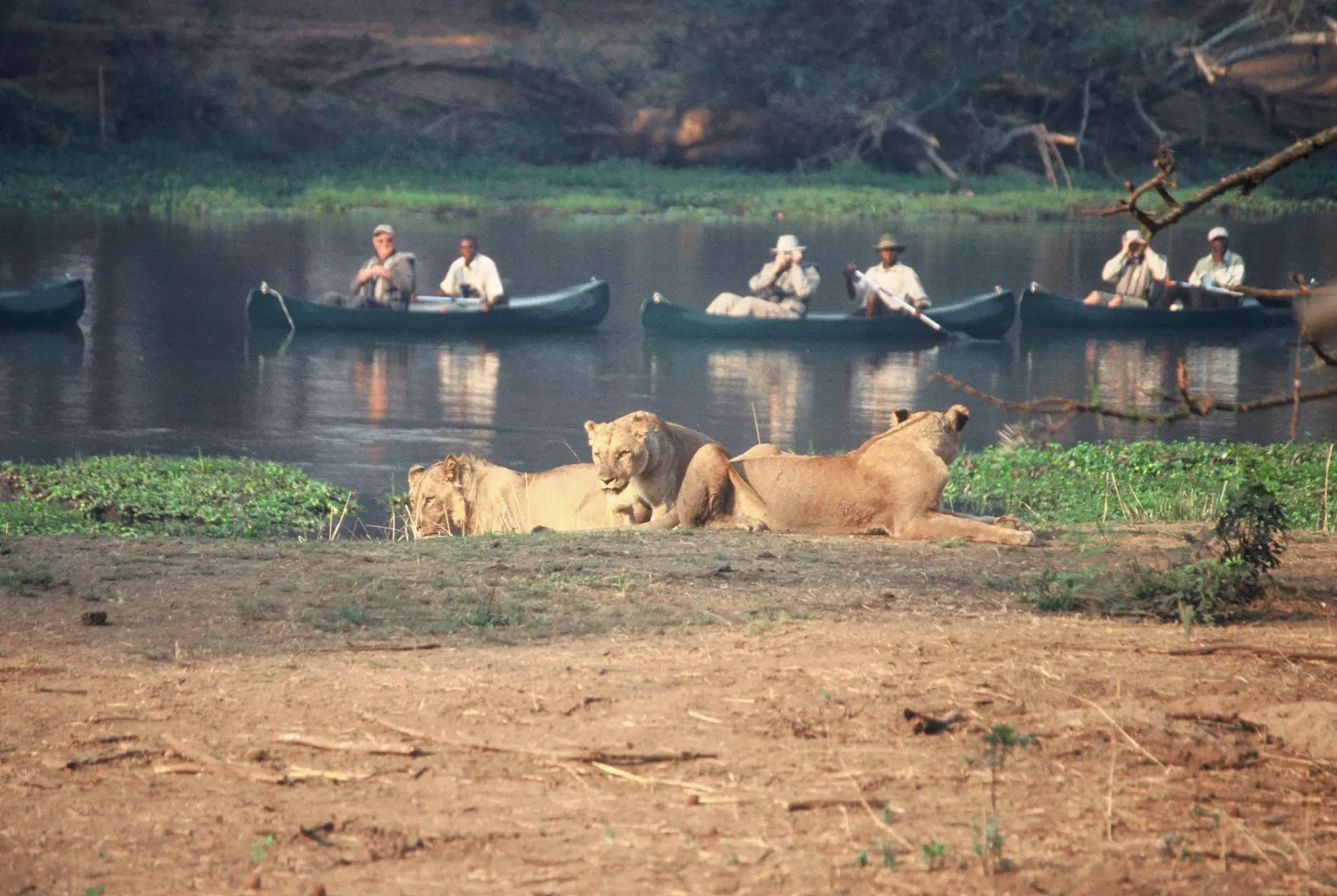 Copy of stc_canoeing_with_lion