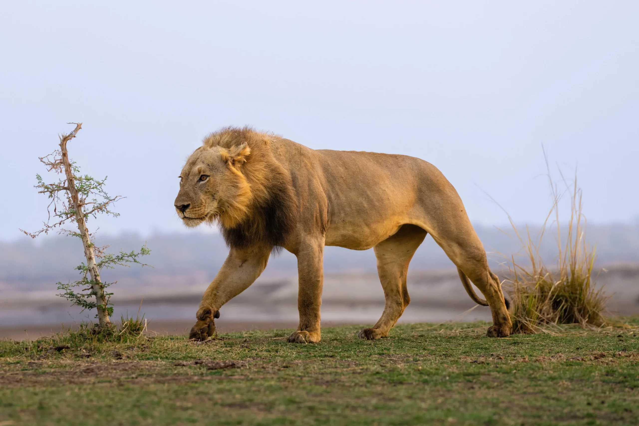 Male Lion_1