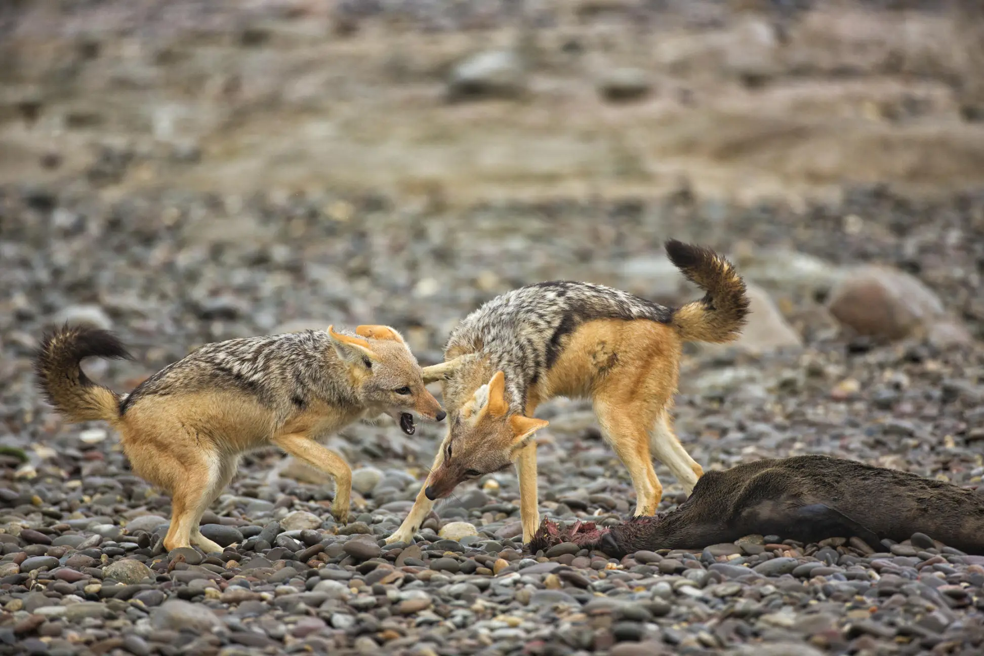 Wildlife Jackals