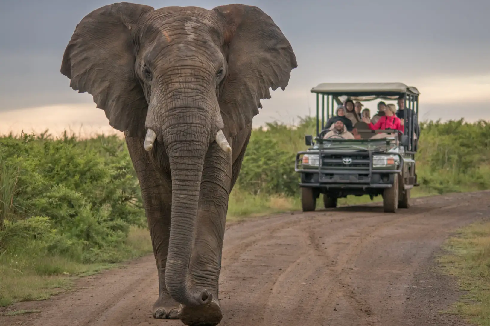 African elephant walking along a dirt road past a safari vehicle during an unforgettable winter safari holiday adventure