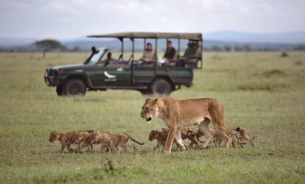 Lioness with cubs walking across the savanna near a safari jeep with tourists observing in the Western Serengeti.