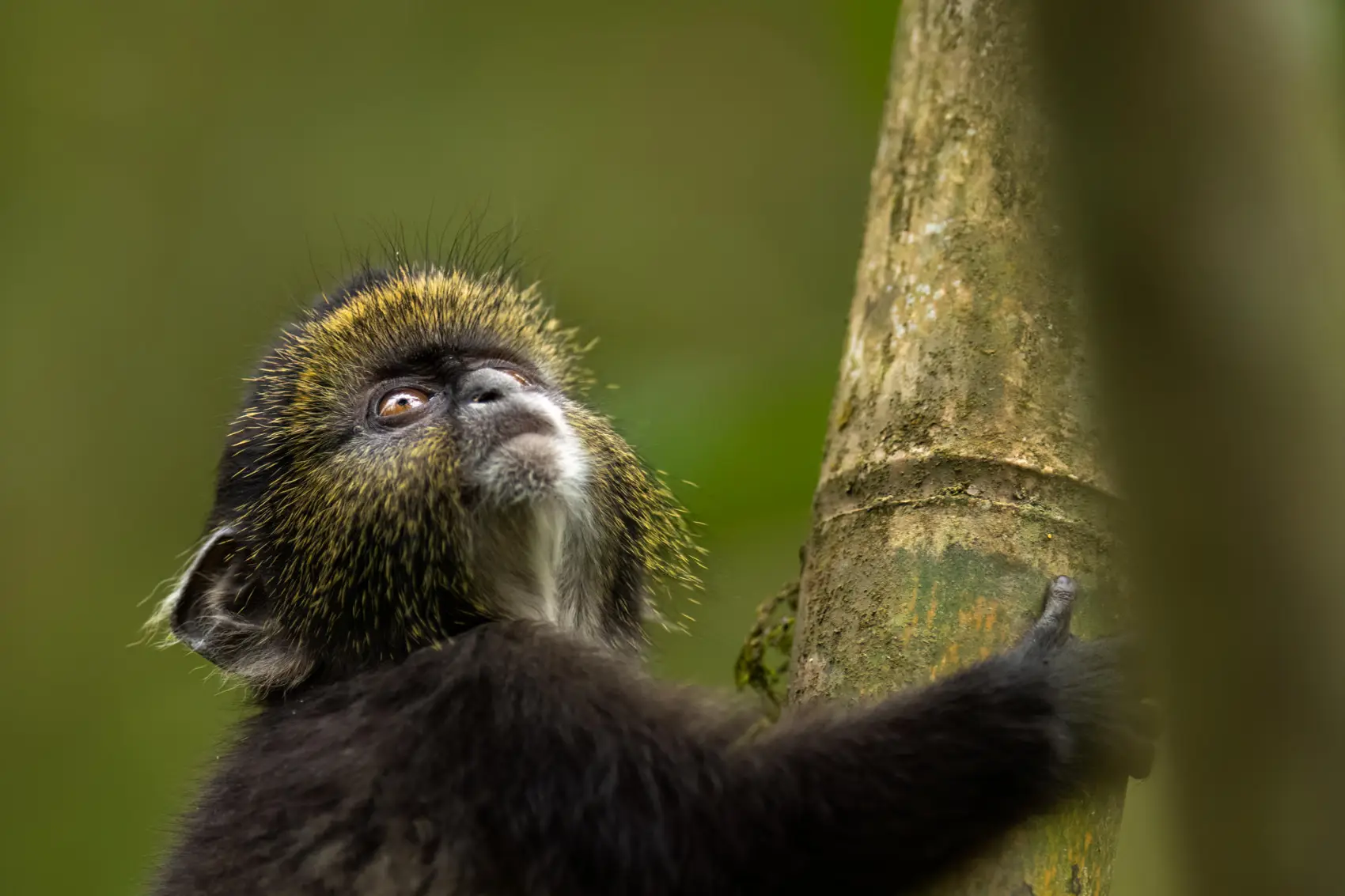 svnp_wildlife_golden_monkey_ross_couper_9