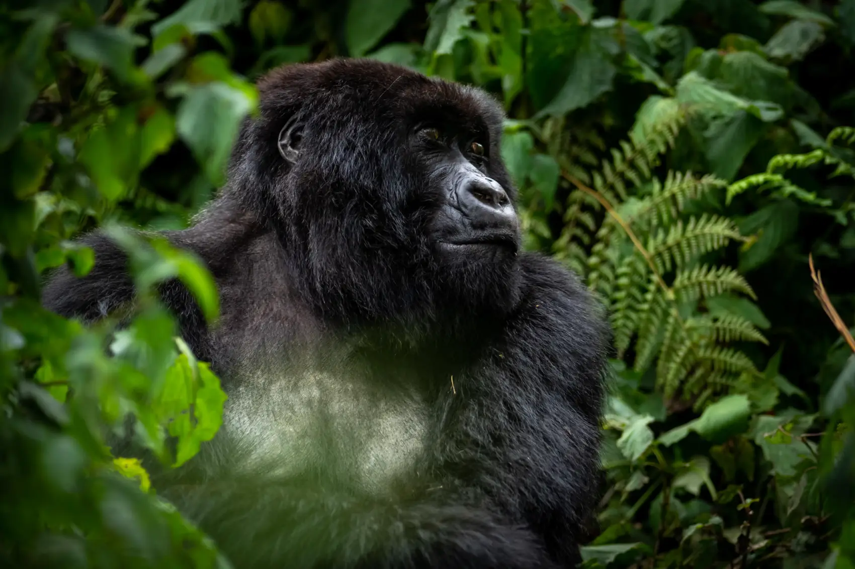 svnp_wildlife_gorilla_sabyinyo_family_ross_couper_25