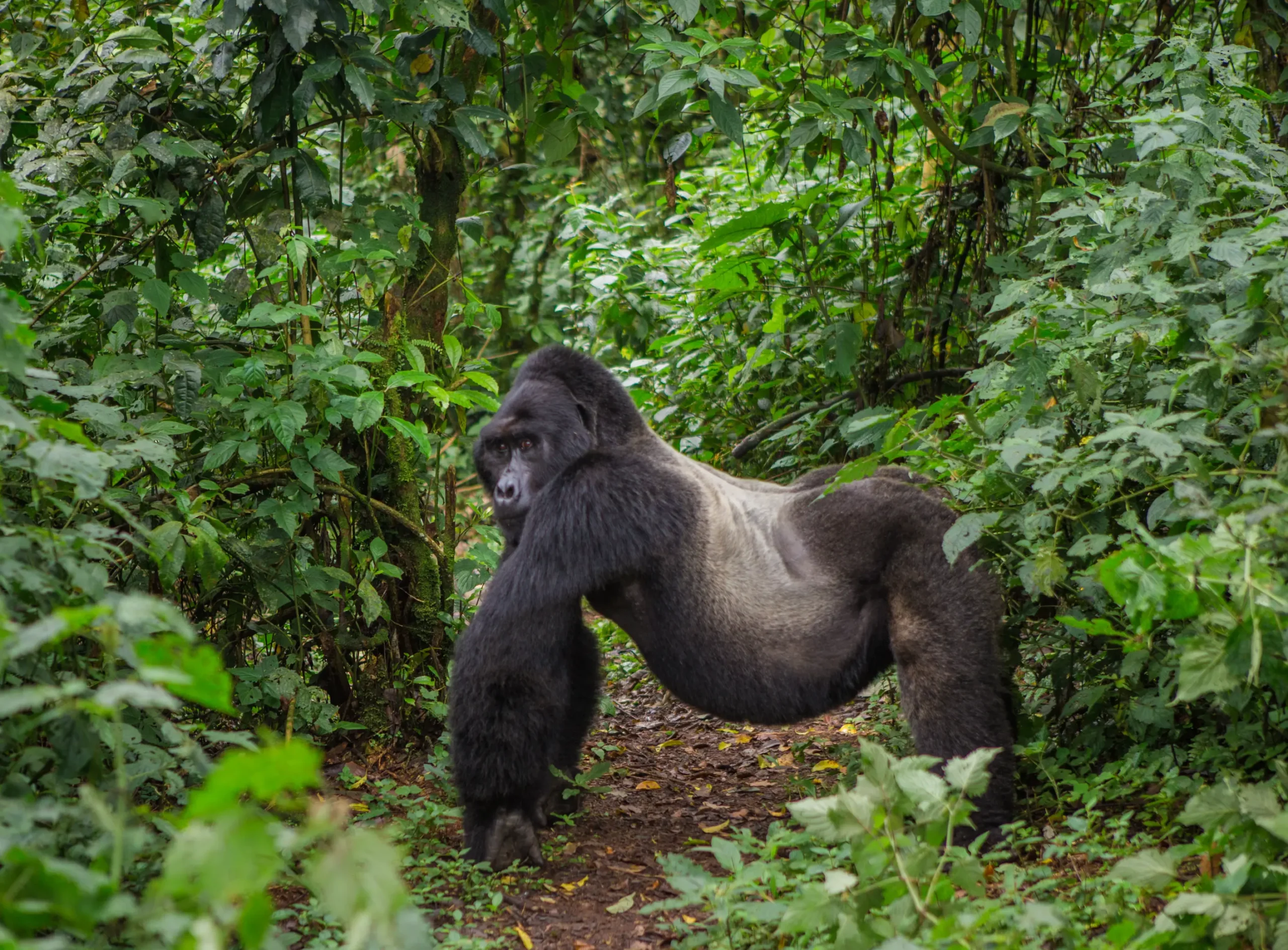 Gorilla Uganda