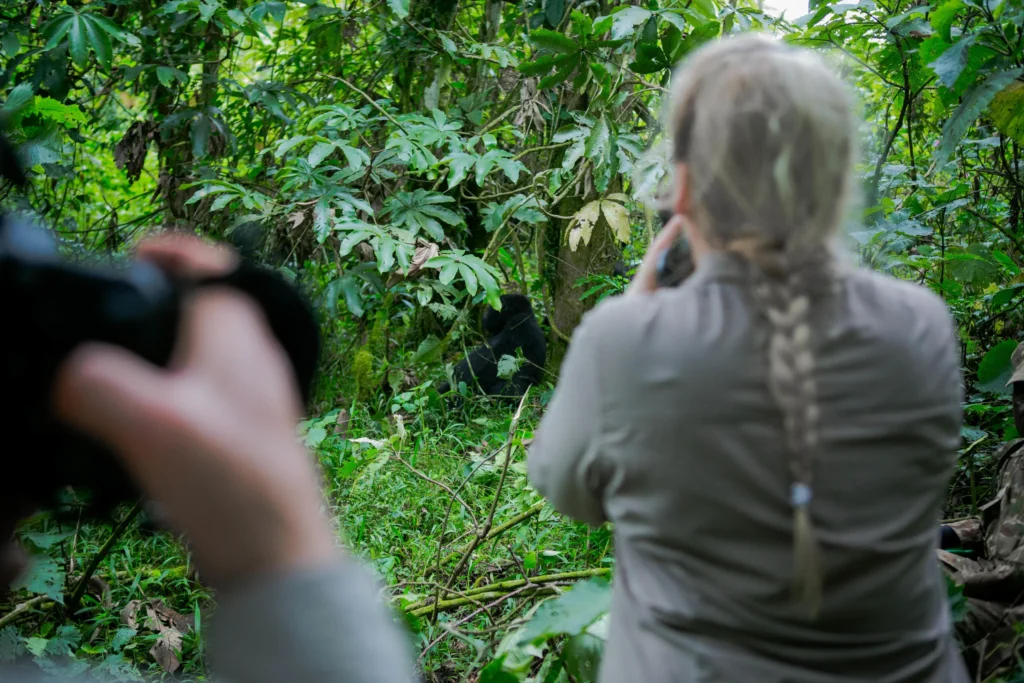 Traveler quietly observing gorillas in a lush forest during an East African safari experience