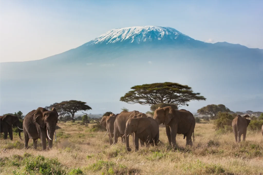 Private safari villas overlooking elephants roaming beneath Mount Kilimanjaro on an exclusive African safari