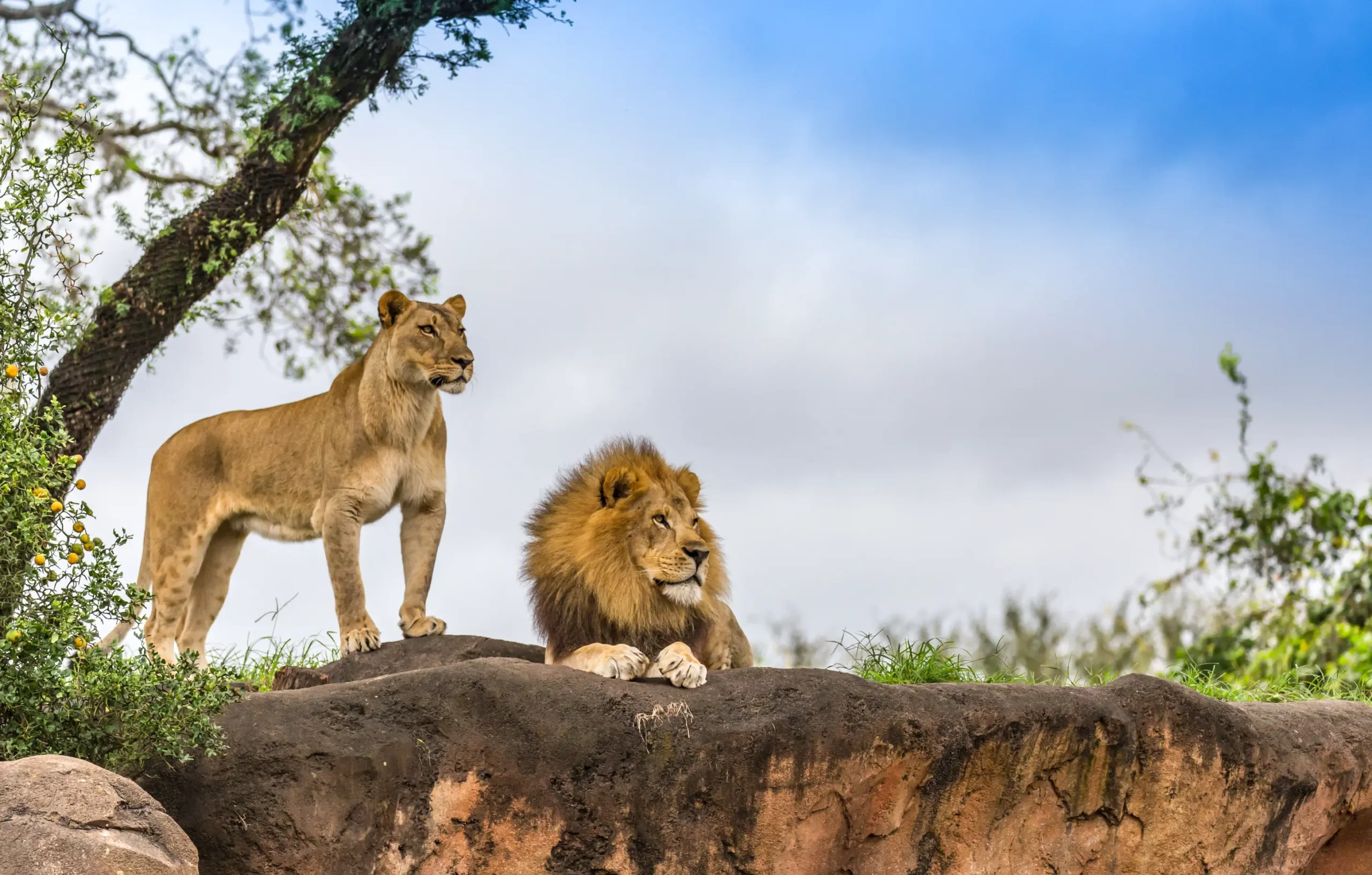 Safari in November | Best time to go to Africa