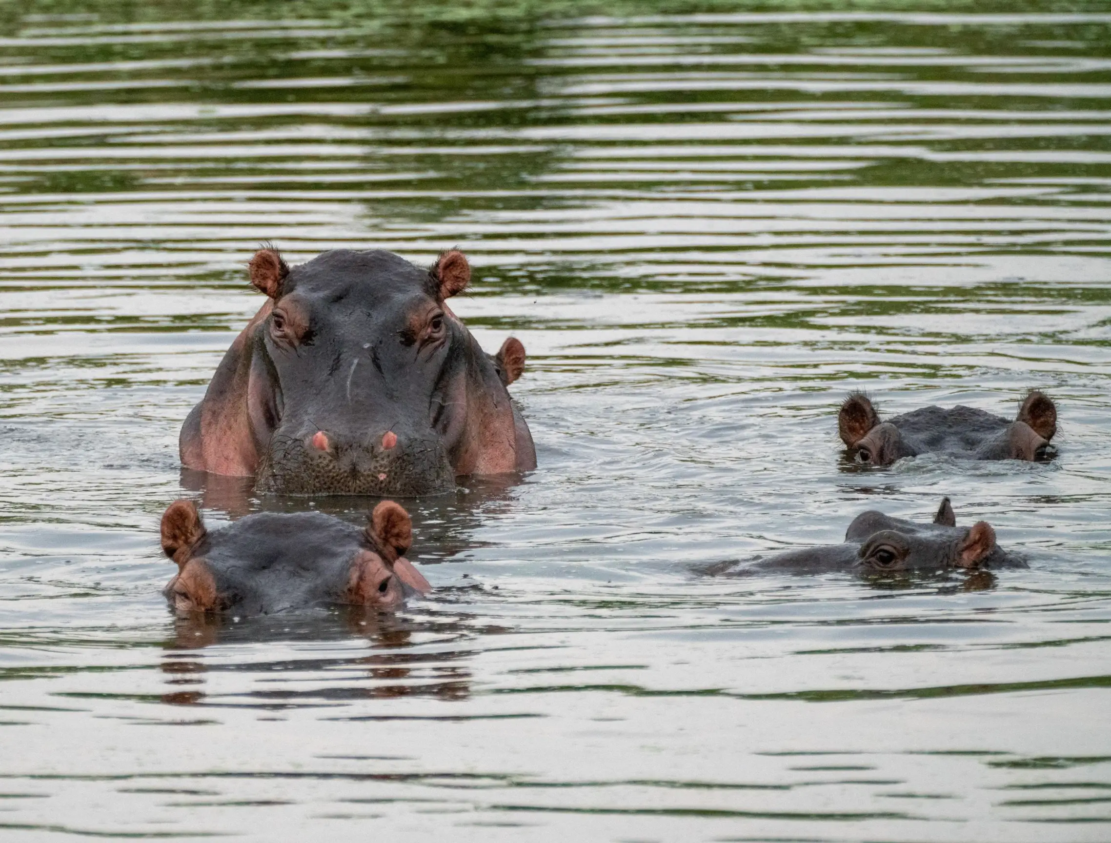 Hippos