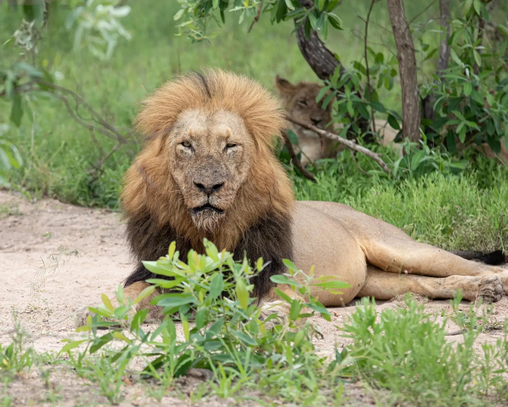 Male Lion