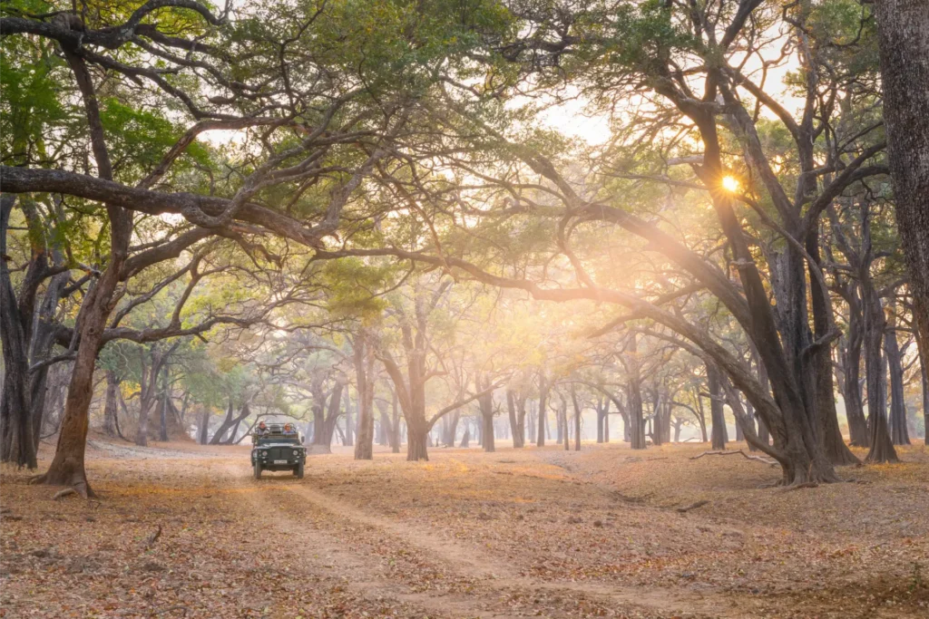 Safari vehicle at sunrise in ancient woodland in Zambia, showcasing Africa’s top emerging travel destinations for immersive wildlife experiences