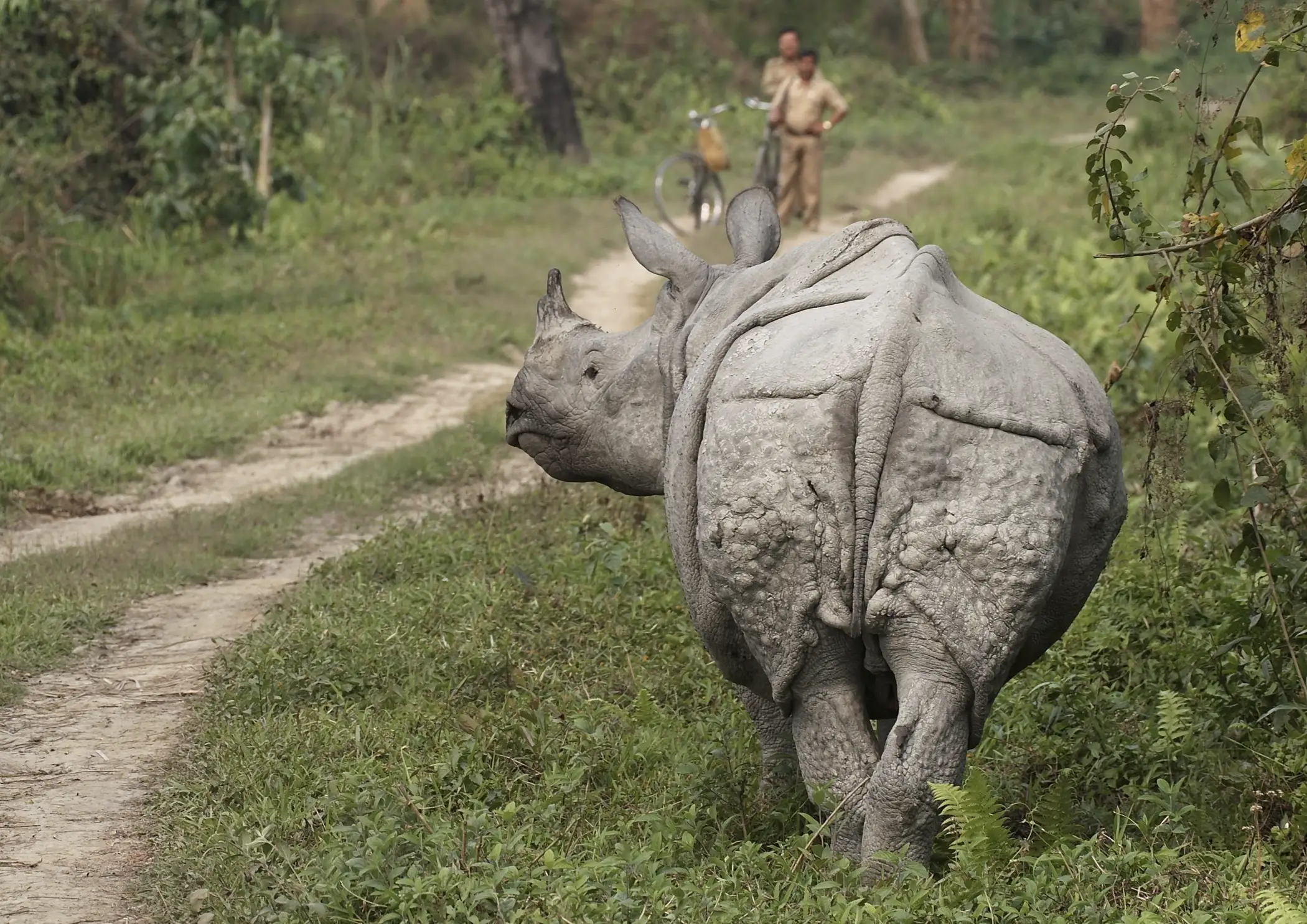 One-horned rhino walking along a jungle track, highlighting Africa’s top emerging travel destinations for rare wildlife encounters