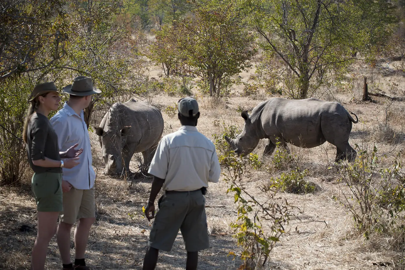 A safari guide leading two guests on a walking safari to observe two wild rhinos at Thorntree River Lodge in Mosi-oa-Tunya National Park, highlighting active family safaris in Zambia.