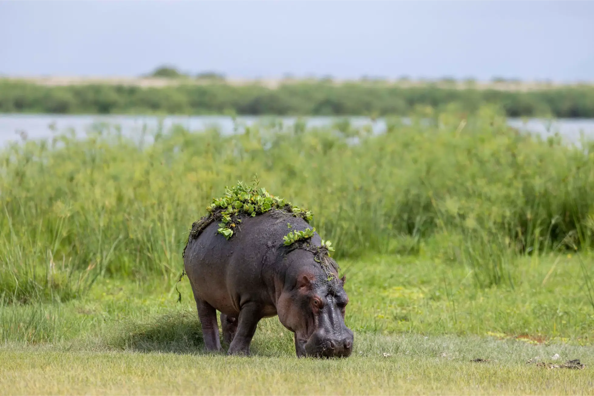 A solitary hippo covered in green lake vegetation grazes on a lush grass field near the water in Amboseli National Park during a Kenya vs Tanzania safari.