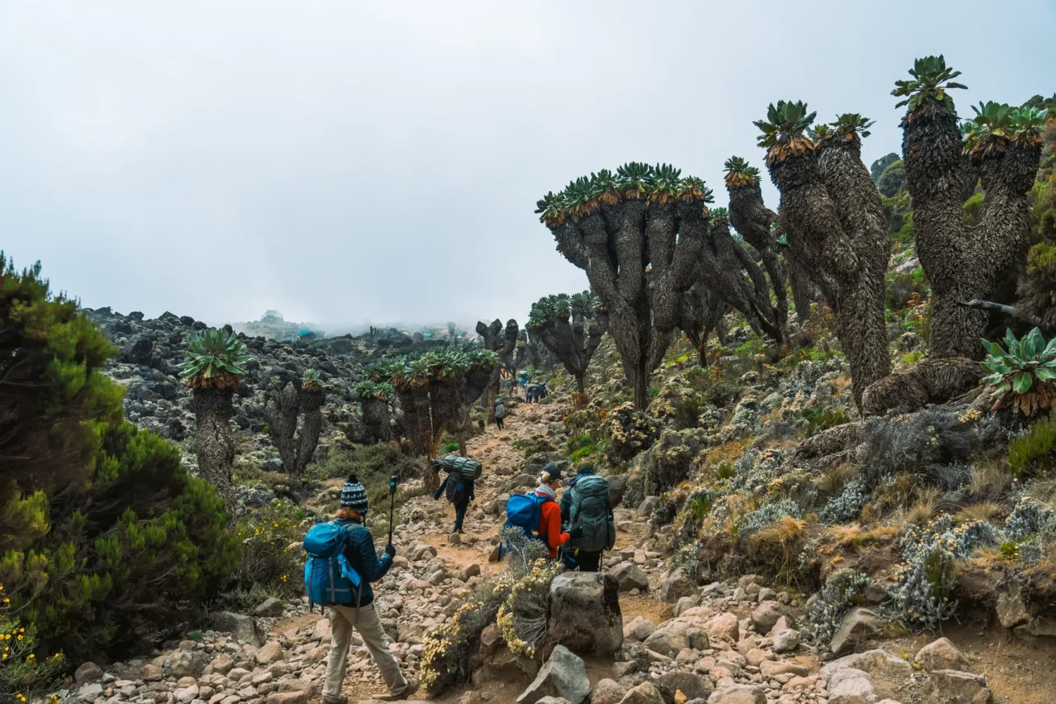 The team from Ker & Downey Africa walking in a valley of vegetation on Mount Kilimanjaro