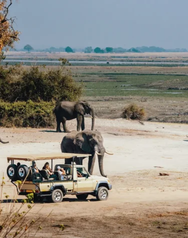 Elephant Safaris - The best African safari packages